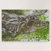 Puzzle Strangler Fig, Big Cypress National Preserve, FL (Horizontal)