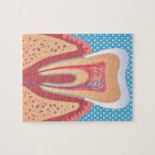 PUZZLE STRUCTURE DE TOOTH (Horizontal)