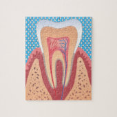 PUZZLE STRUCTURE DE TOOTH (Vertical)