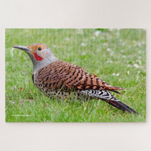 Puzzle Stunning Northern Flicker Foraging in the Grass (Horizontal)