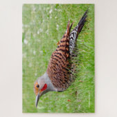 Puzzle Stunning Northern Flicker Foraging in the Grass (Vertical)