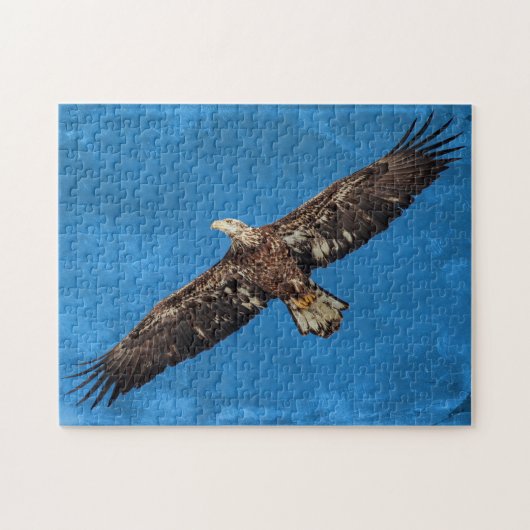 Puzzle Subadult Bald Eagle in flight (Horizontal)