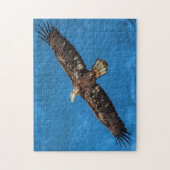 Puzzle Subadult Bald Eagle in flight (Vertical)