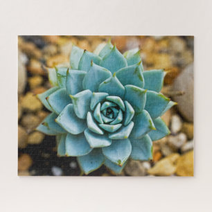 Puzzle Succulent