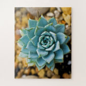Puzzle Succulent (Vertical)