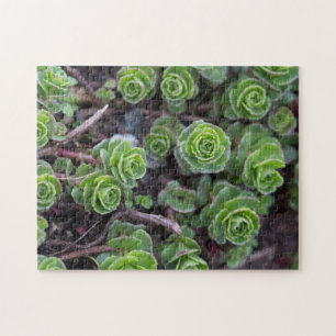 Puzzle Succulent Photography