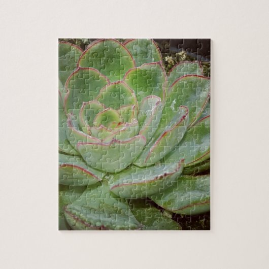 Puzzle Succulent, poules et poulets (Vertical)