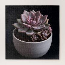 Succulente