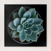 Puzzle Succulente (Horizontal)