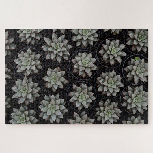 Puzzle Succulents dans les pots (Horizontal)
