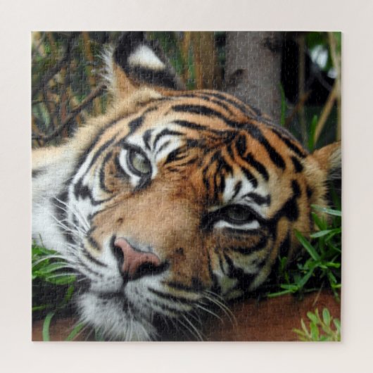 Puzzle Sumatran Tiger (Vertical)