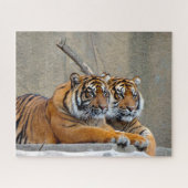 Puzzle Sumatran Tiger. Gros Chats. (Horizontal)