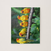 Puzzle Sun Conures (Vertical)