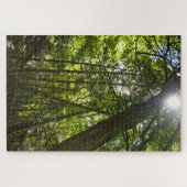Puzzle Sunlight Through the Forest Canopy (Horizontal)