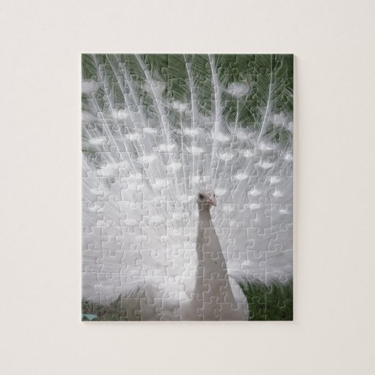 Puzzle Superbe blanc Peacock ( Paon) plein plume (Vertical)