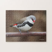 Puzzle Superbe Finch Diamond (Horizontal)