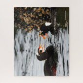 Puzzle Surf Scots se battent sur Barnacles et moules (Vertical)