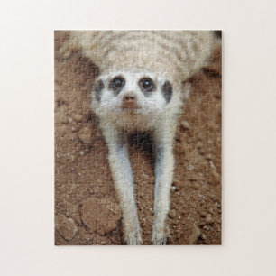 Puzzle Suricate (Suricata Suricatta) se rafraîchissant