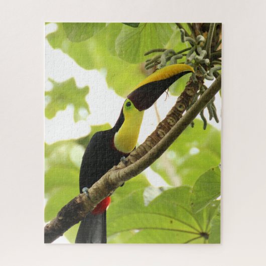 Puzzle Swainson Toucan (Vertical)