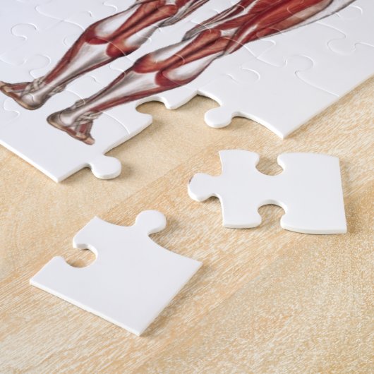 Puzzle Système, avant et dos musculaires (Côté)