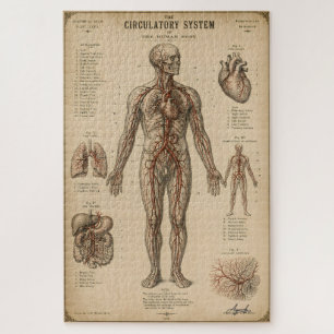 Puzzle Système Circulatoire Anatomique Vintage