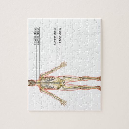 Puzzle Système nerveux 2 (Vertical)