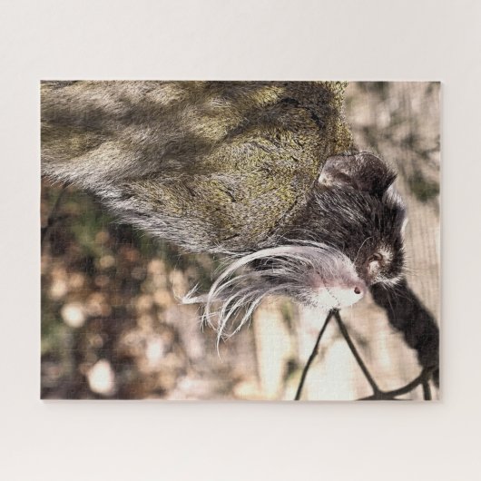 PUZZLE TAMARIN MONKEY (Horizontal)