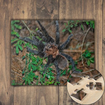 Tarantule Brune du Texas
