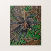 Puzzle Tarantule Brune du Texas (Vertical)