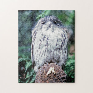Puzzle Tawny Frogmouth, Tasmanie - Australie