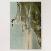 Puzzle Tern Audubon Birds of America de Havell et Trudeau (Vertical)