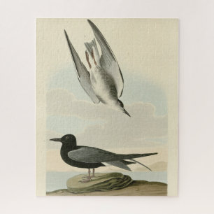 Puzzle Terne noire des oiseaux d'Amérique d'Audubon