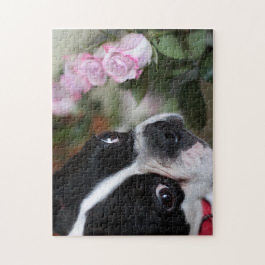 Puzzle Terrier de Boston (Vertical)