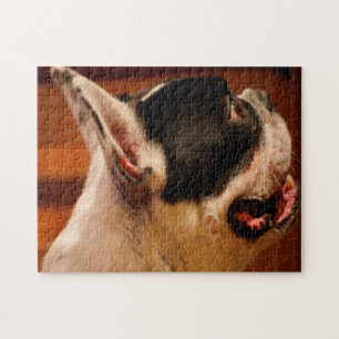 Puzzle Terrier de Boston