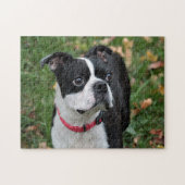 Puzzle Terrier de Boston (Horizontal)