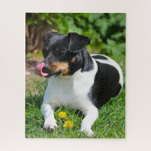 Puzzle Terrier Parson Russell. (Vertical)