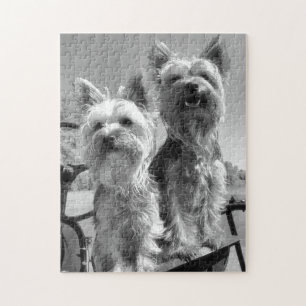 Puzzle Terriers de Yorkshire, noirs et blancs,