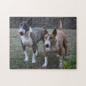 Puzzle Terriers des taureaux miniers (Horizontal)