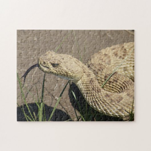 Puzzle Tête de serpent à sonnette de prairie R8 (Horizontal)