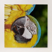 Puzzle Tête d'un Macaw bleu et jaune (Horizontal)