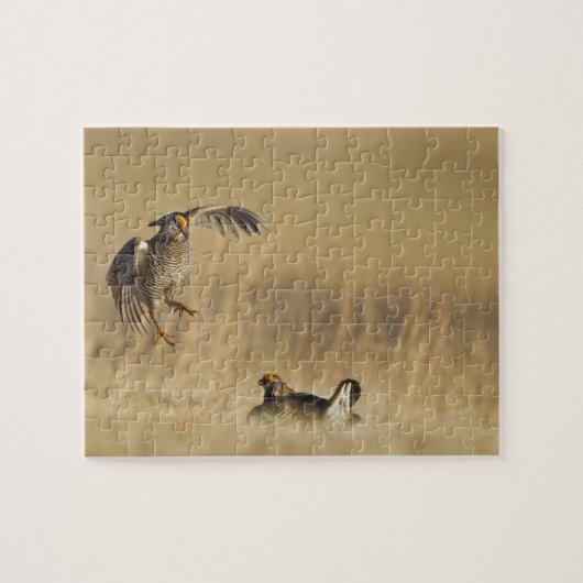 Puzzle Tétras des prairies mâles au lek dans le comté de  (Horizontal)