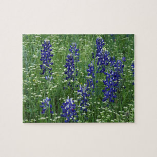 Puzzle Texas, lac Buchanan. Texas Bluebonnet et Sauvage