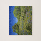 Puzzle Texas, Texas Hill Country, Low bladderpod, (Vertical)