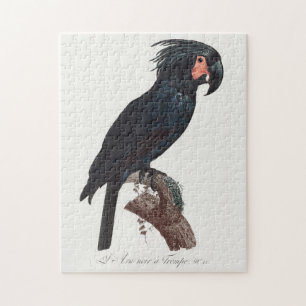 Puzzle The Palm Cockatoo, Probosciger aterrimus Parrot