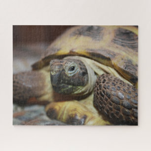 Puzzle Tibbs