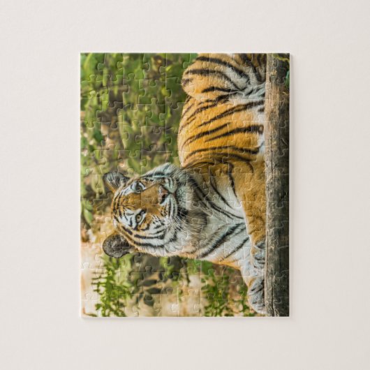Puzzle Tiger assis (Vertical)