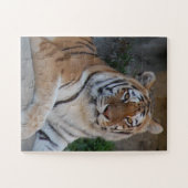 Puzzle Tiger Love (Horizontal)