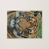 puzzle tigre (Horizontal)