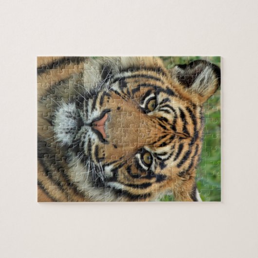 puzzle tigre (Horizontal)