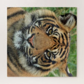 Puzzle Tigre (Horizontal)